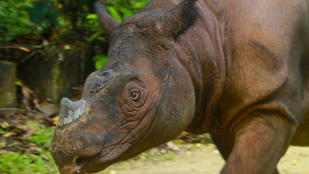 Sumatran Rhinoceros