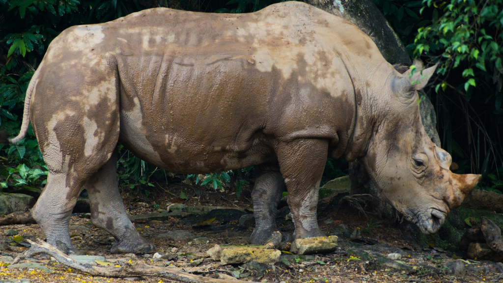 Sumatran Rhinoceros