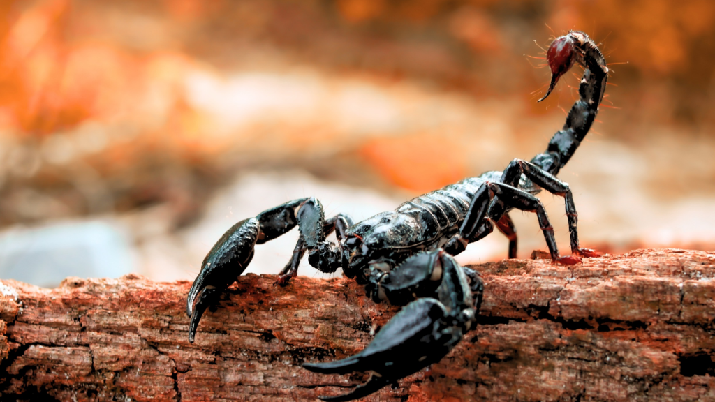 Scorpion | 12 Animals That Use Poison to Subdue Their Prey