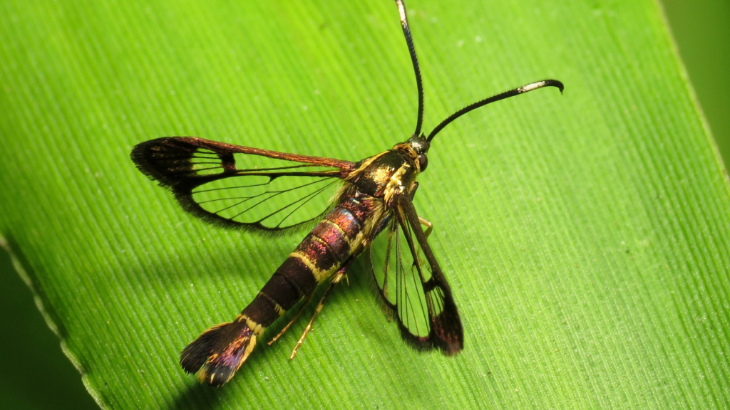 Clearwing Moth