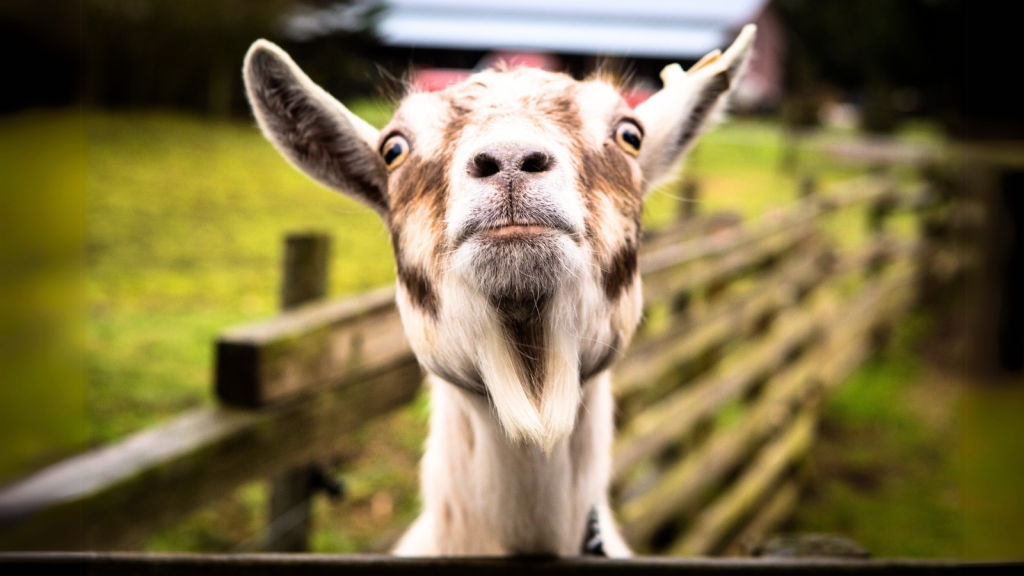 Goat | 14 Animals With Surprisingly High IQs