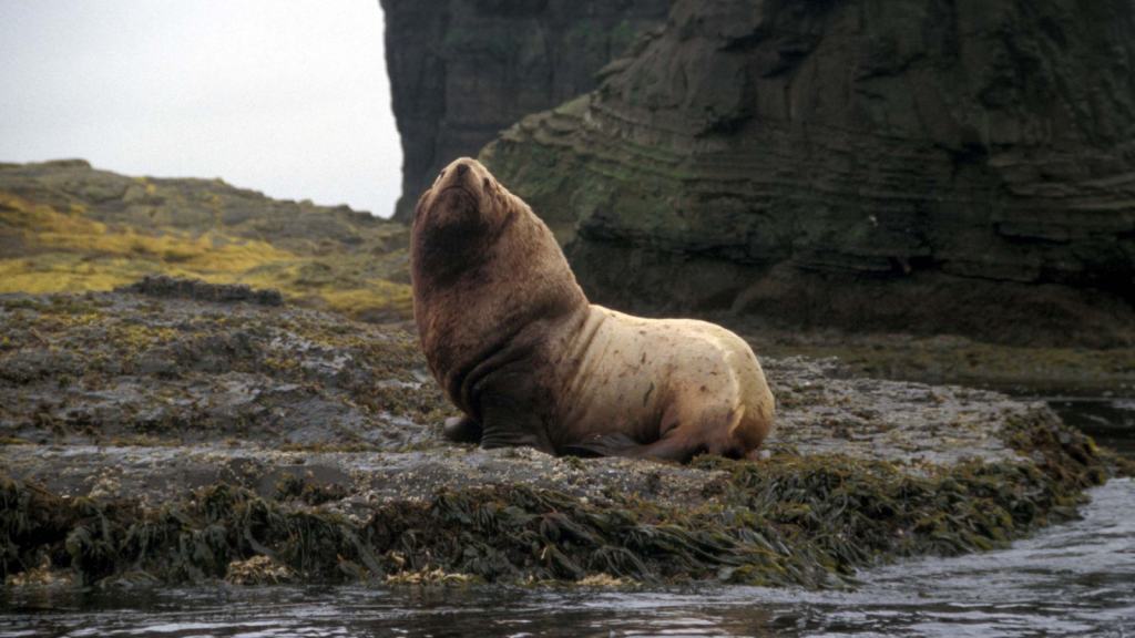 Steller Sea Lion