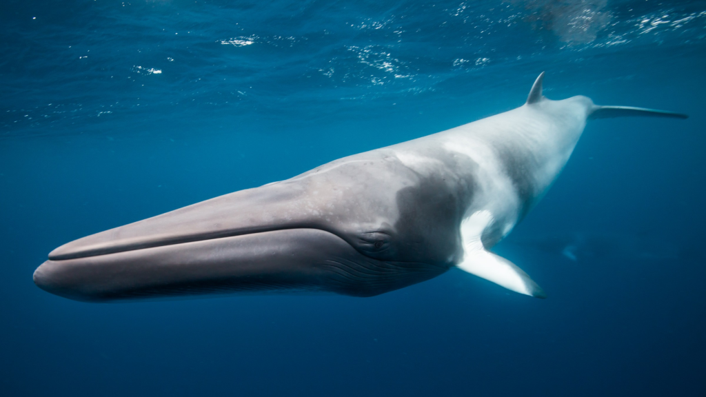 Minke Whale