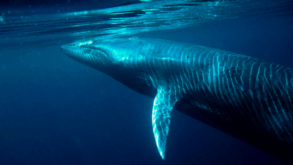 The Bryde's Whale