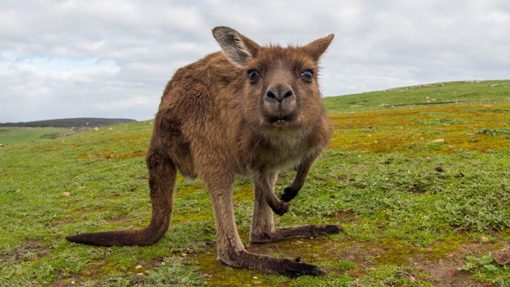 12 Animals That Prey on Kangaroos