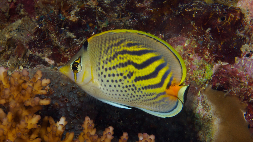 Butterflyfish