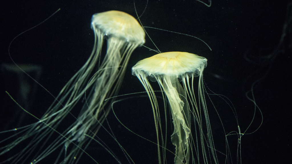 Sea Nettles