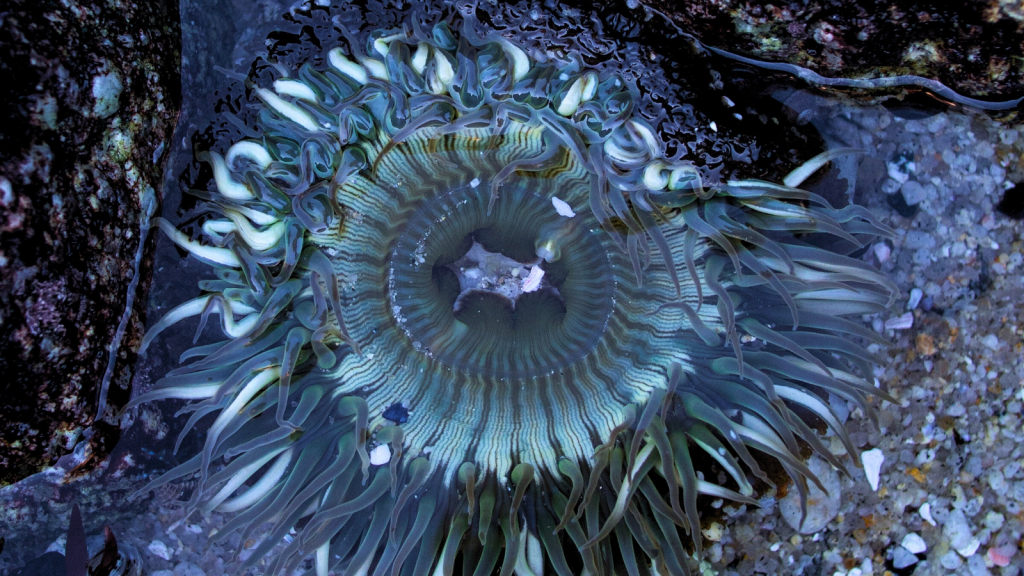 Stardust Sea Anemone