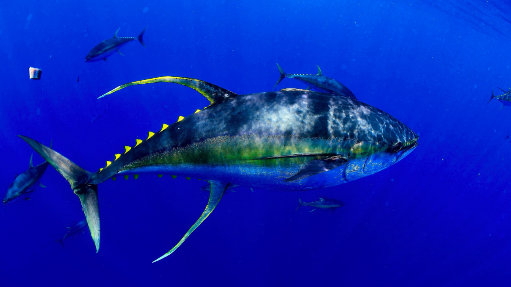 Yellowfin Tuna