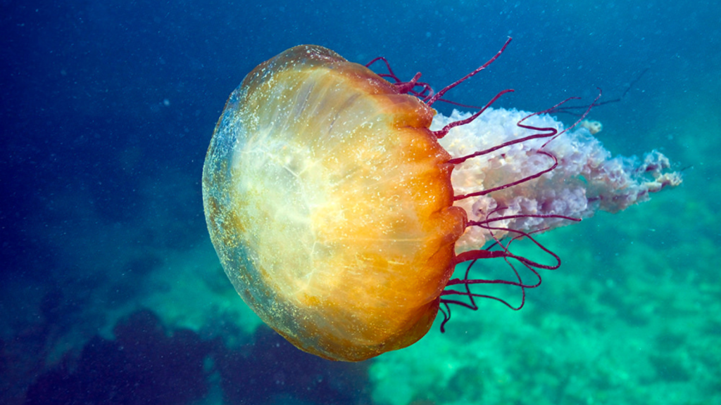 Brown Sea Nettle | 15 Predators of Jellyfish