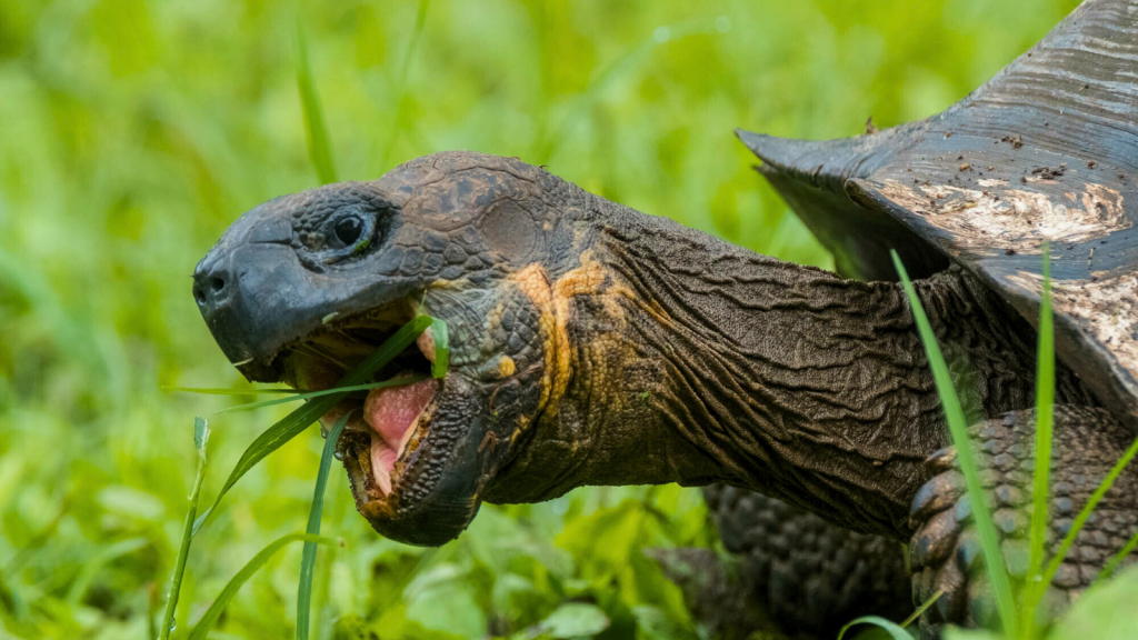 Galapagos Tortoise | 16 Animals That Can Live Without Food for Years (Yes, Years!)