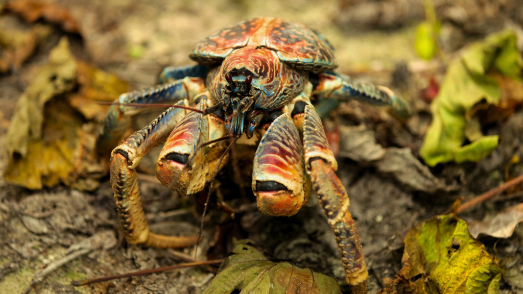 Coconut Crab | 14 Animals With Claws That Could Slice Through Steel