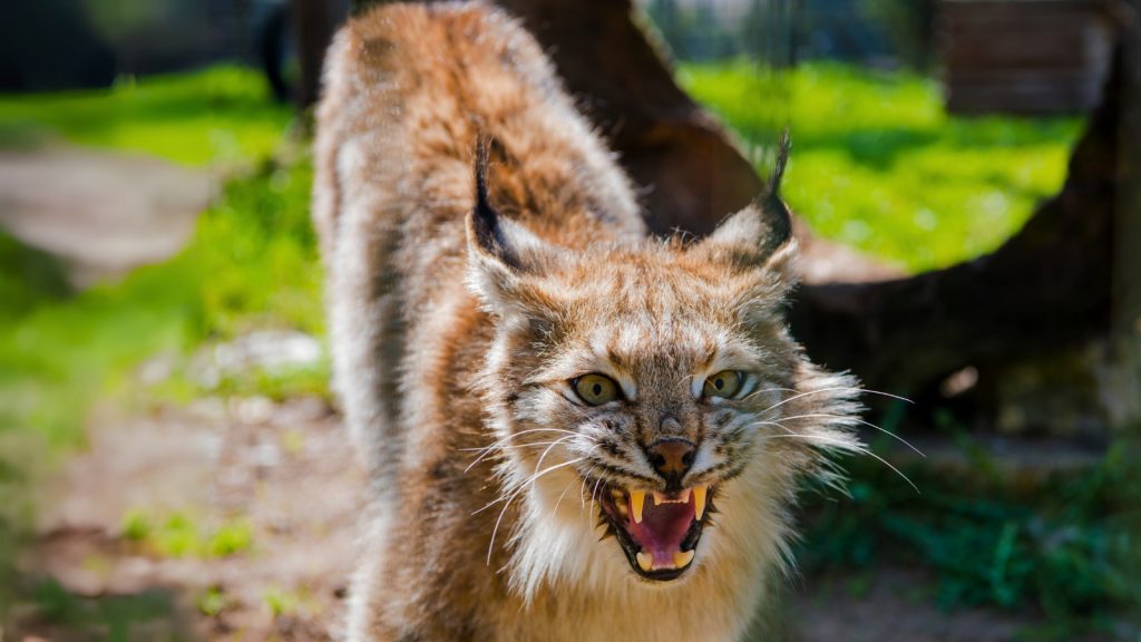 Lynx | 12 Creatures That Prey on Porcupines