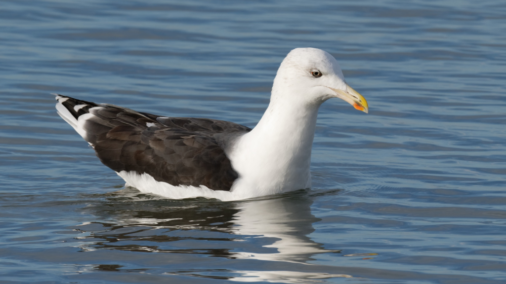 Great Black-backed Gull