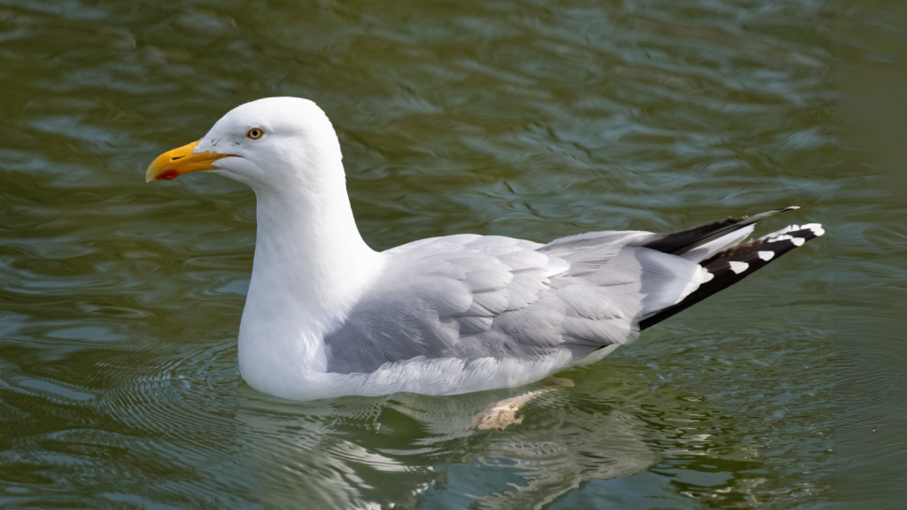 Herring Gull