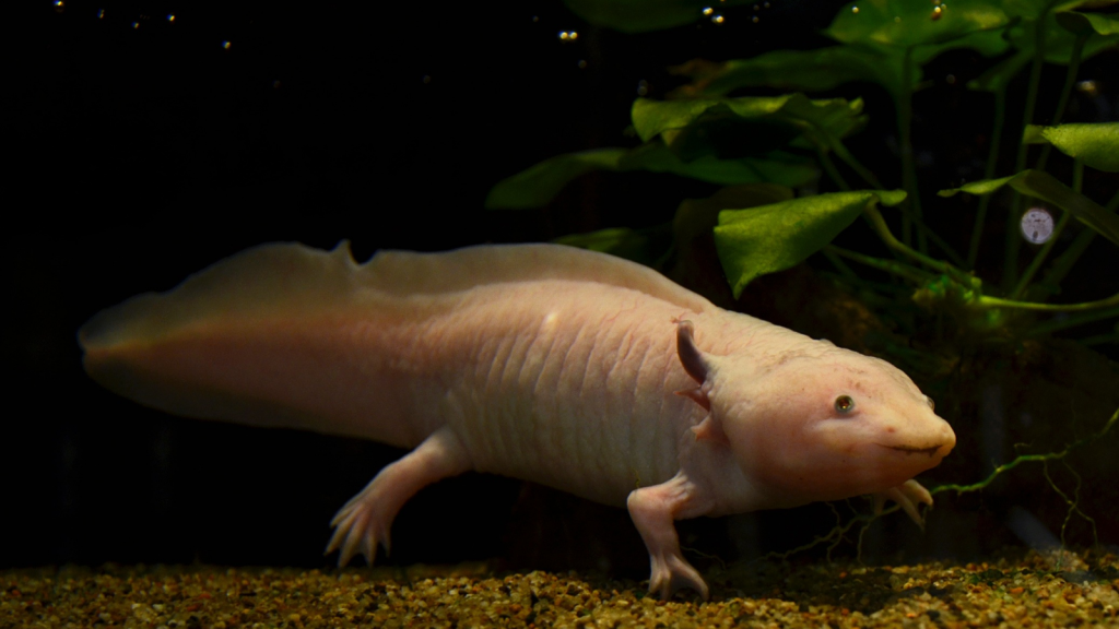 Axolotl 