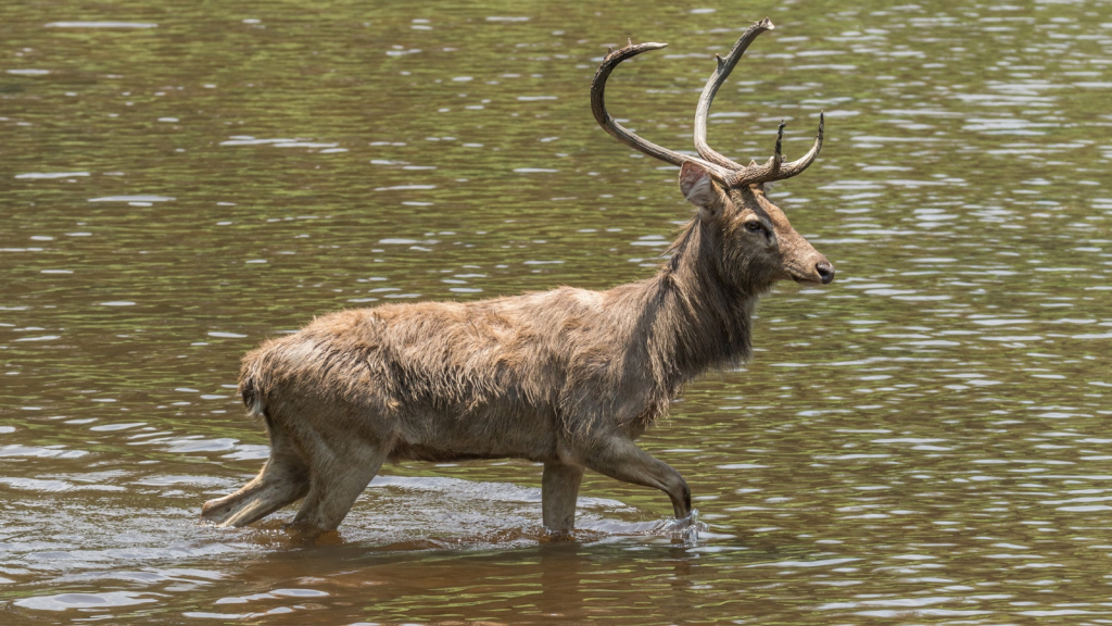 Burmese Brow-Antlered Deer