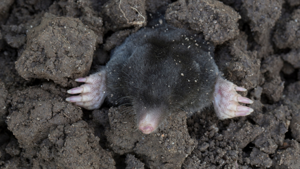 European Mole