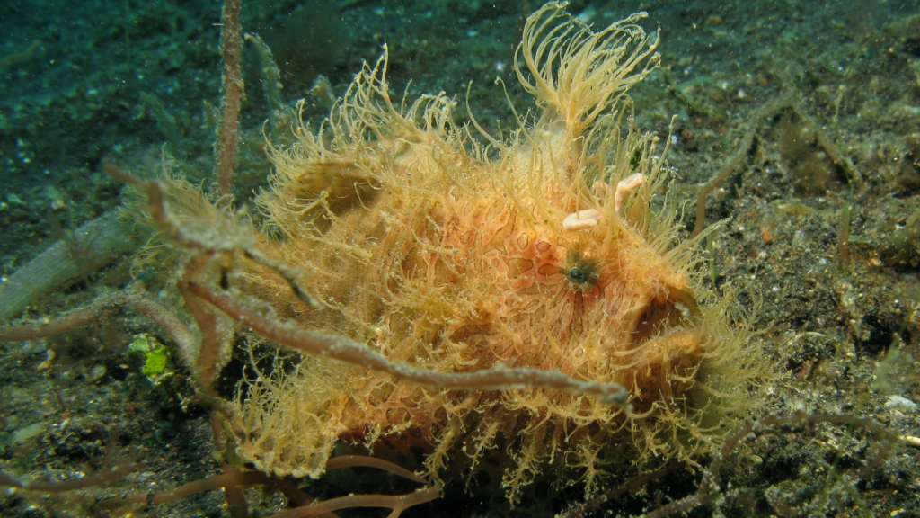 Hairy Frogfish