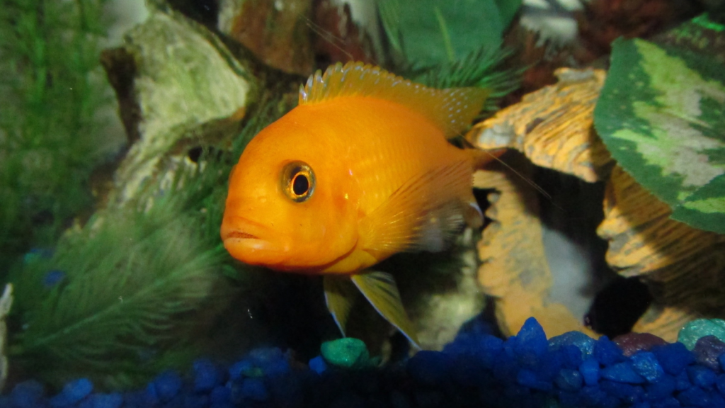 Red Zebra Cichlid 