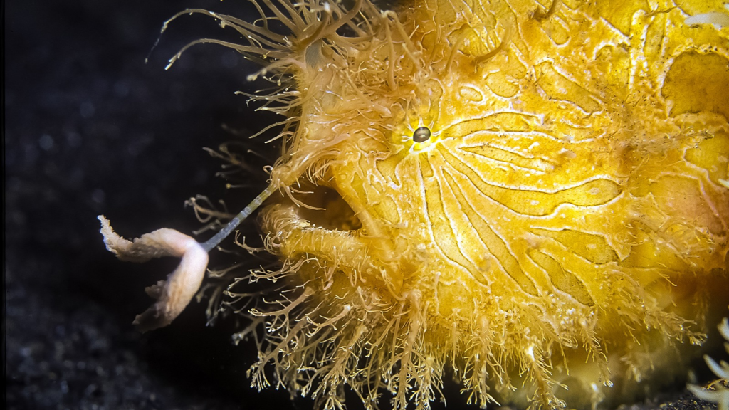 Hairy Frogfish | Sonic Specialists: 16 Animals with Bizarre Sound-Producing Organs