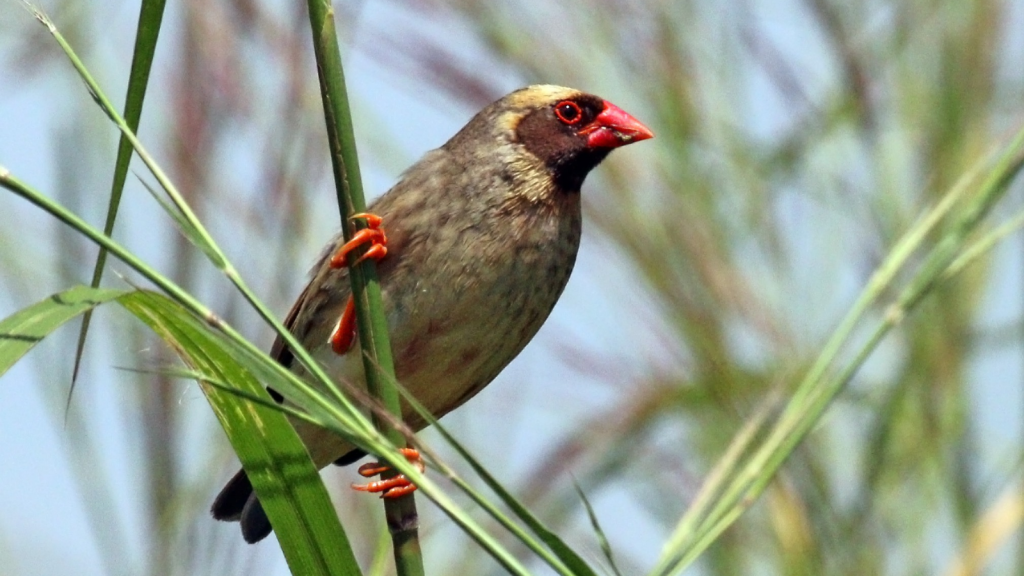 Red-Billed Quelea