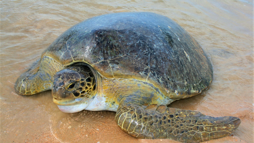 Green Sea Turtle