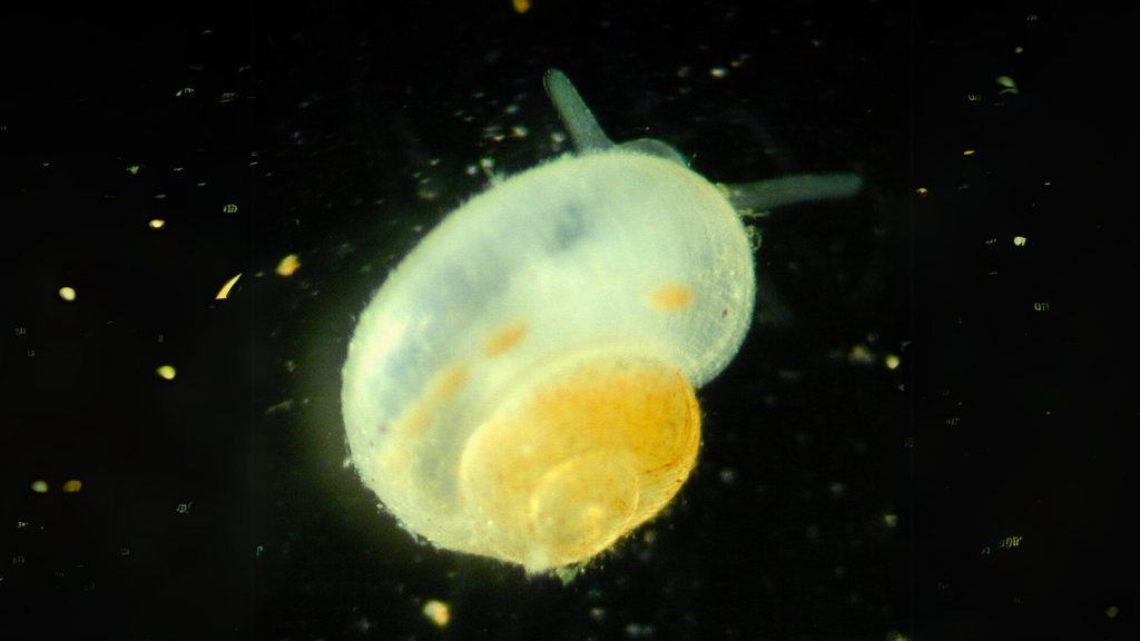 Tumbling Creek Cavesnail