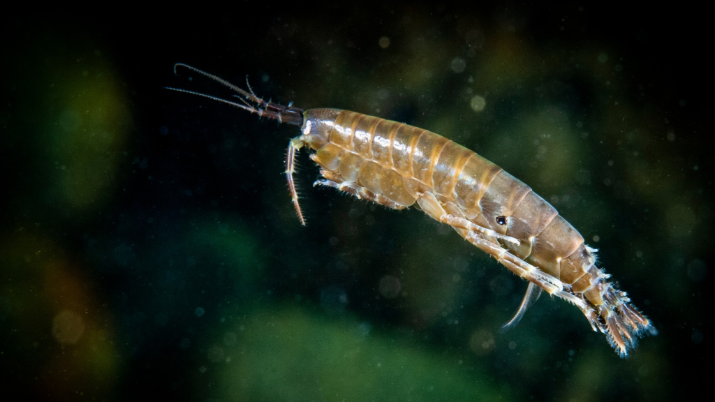 Amphipod