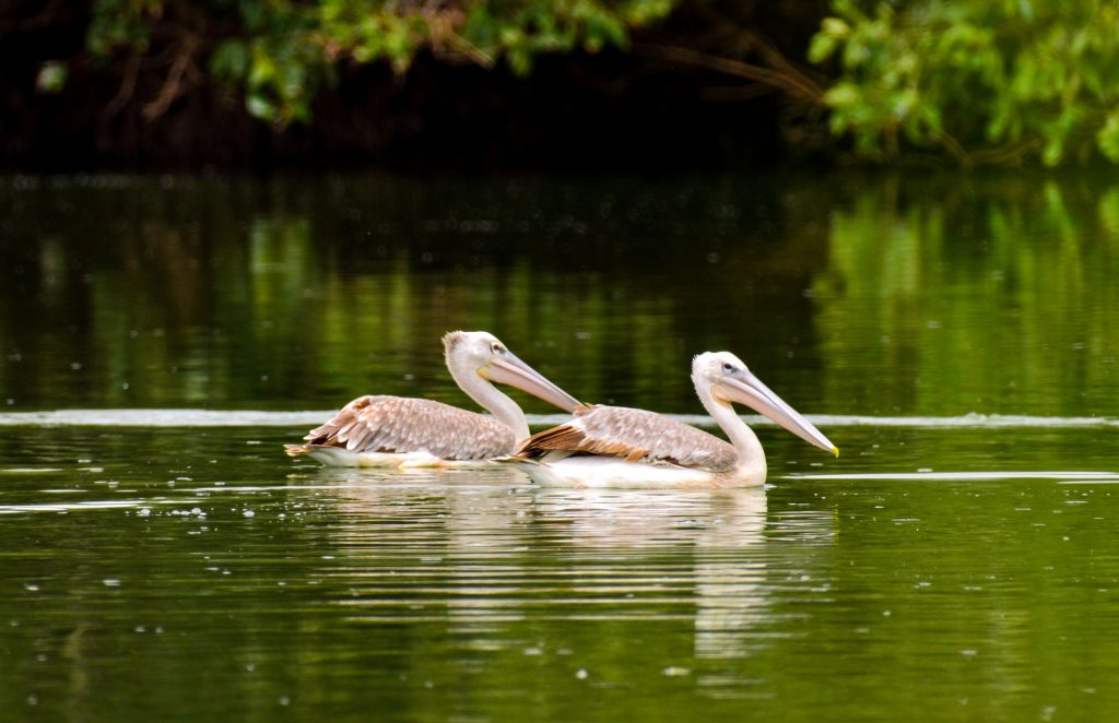 Pelicans 