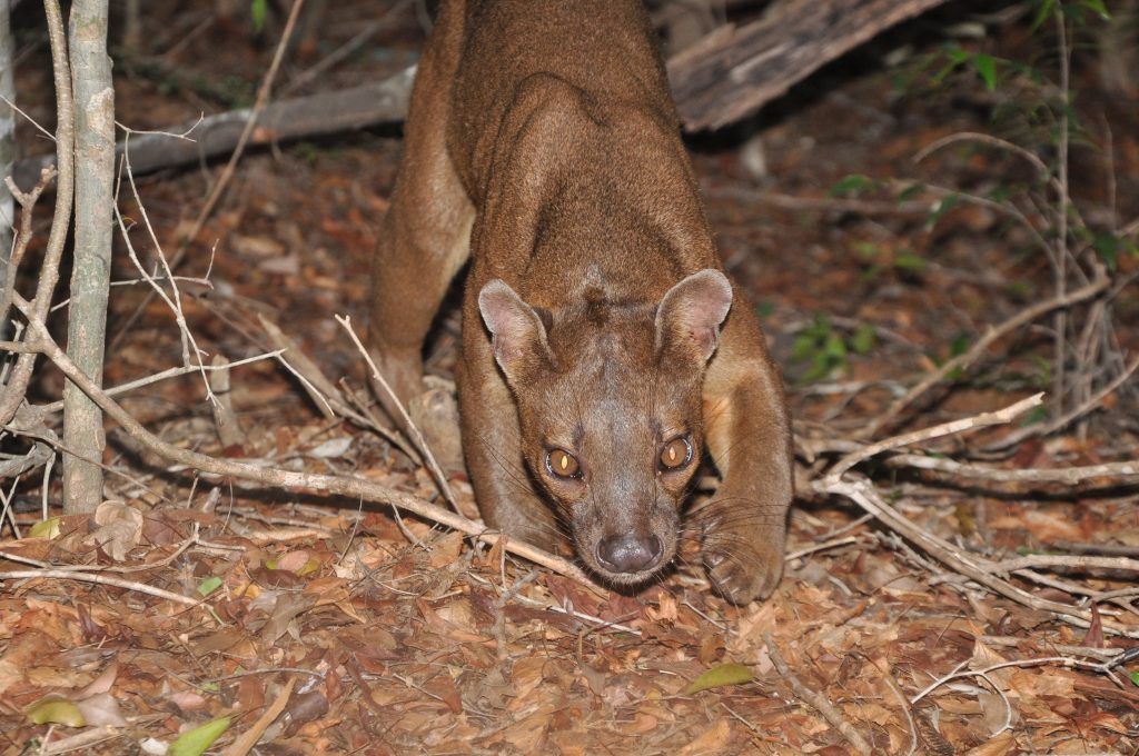 Fossa