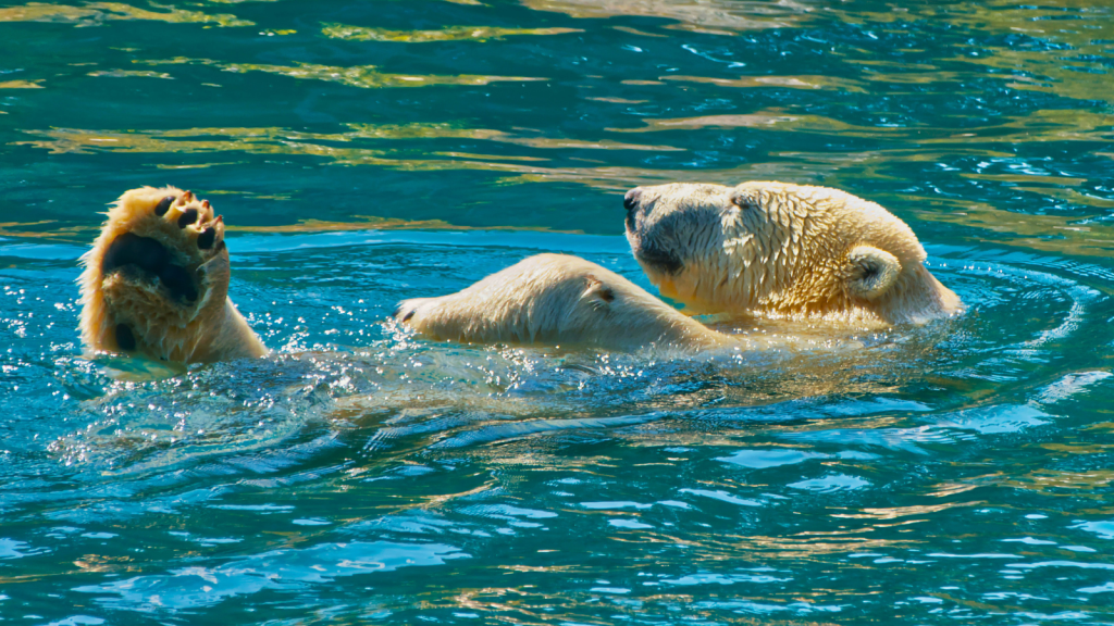 15 Little-Known Facts About the Polar Bear