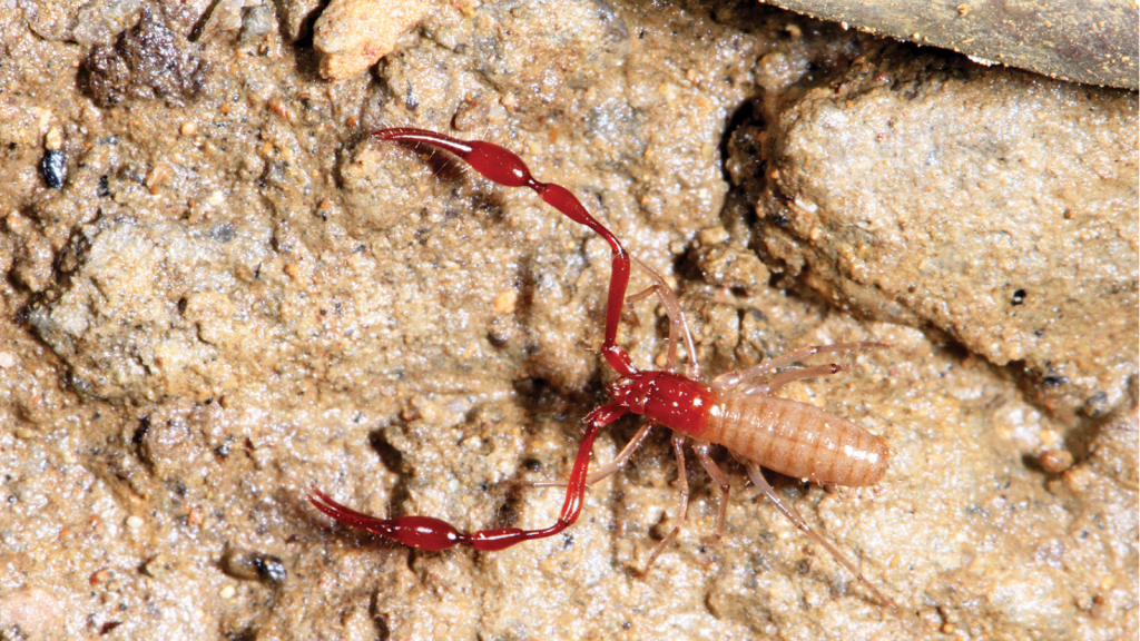 Cave Pseudoscorpion