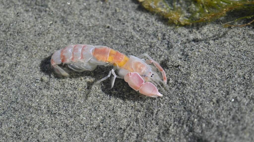 Ghost Shrimp