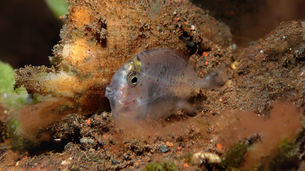 Transparent Juvenile Surgeonfish