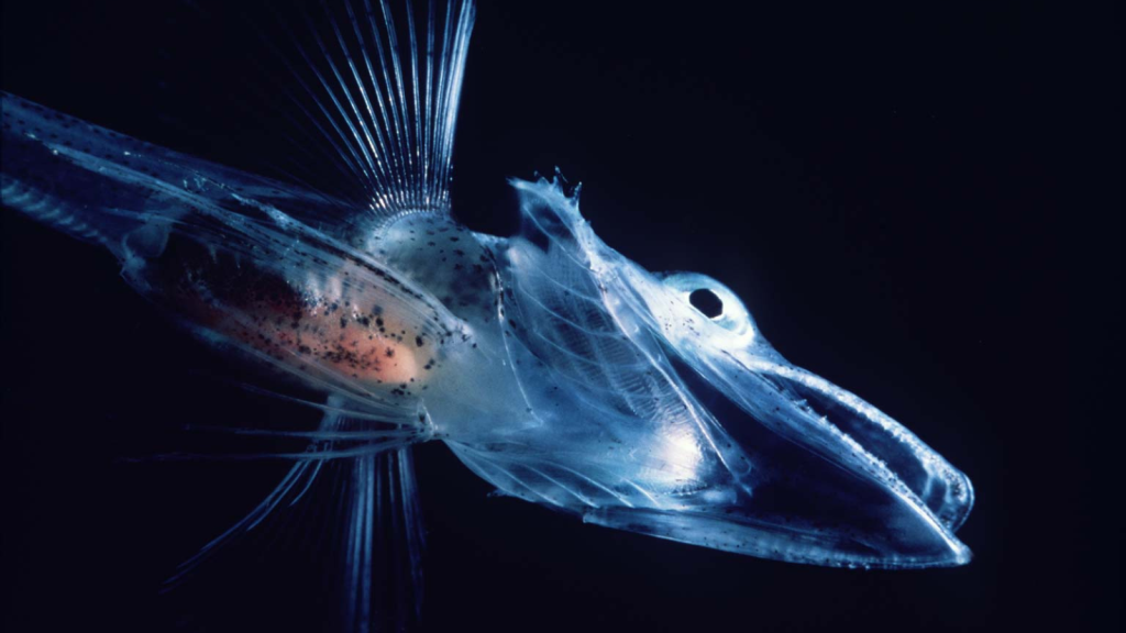 Crocodile Icefish