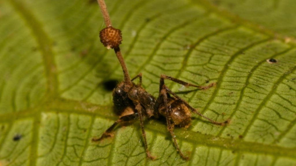 Ophiocordyceps Unilateralis