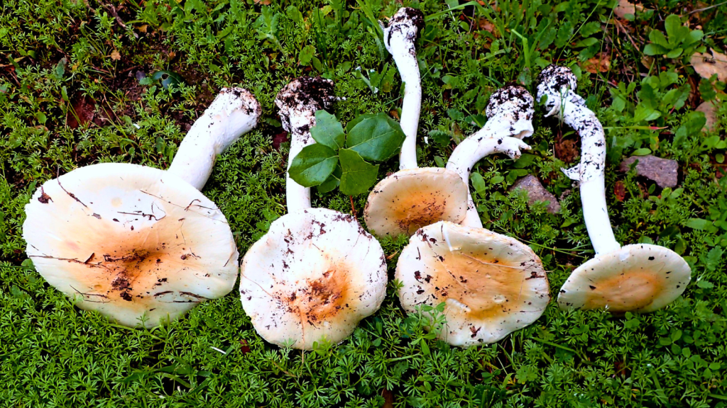 Amanita Ocreata