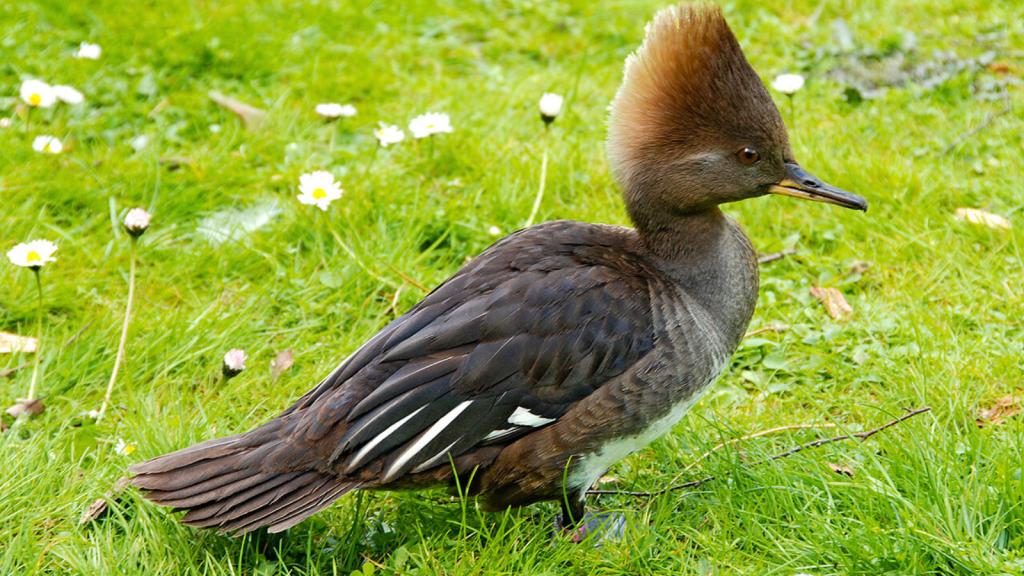 Hooded Merganser