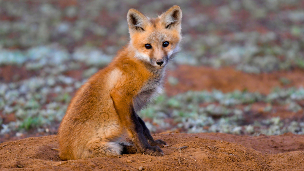 Fox Kit