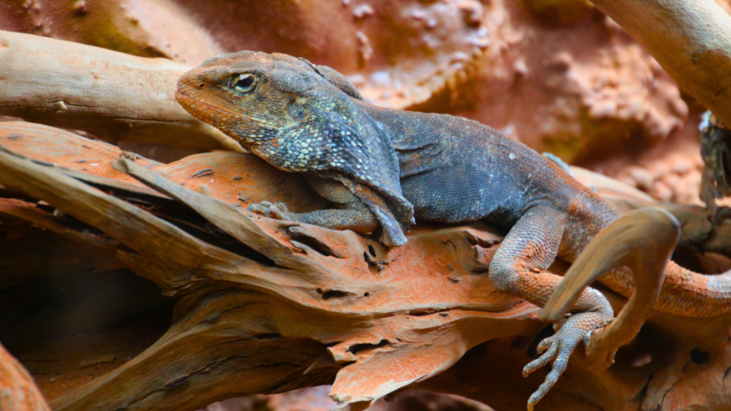 Frill-Necked Lizard