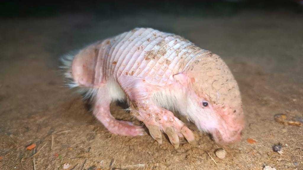 Pink Fairy Armadillo