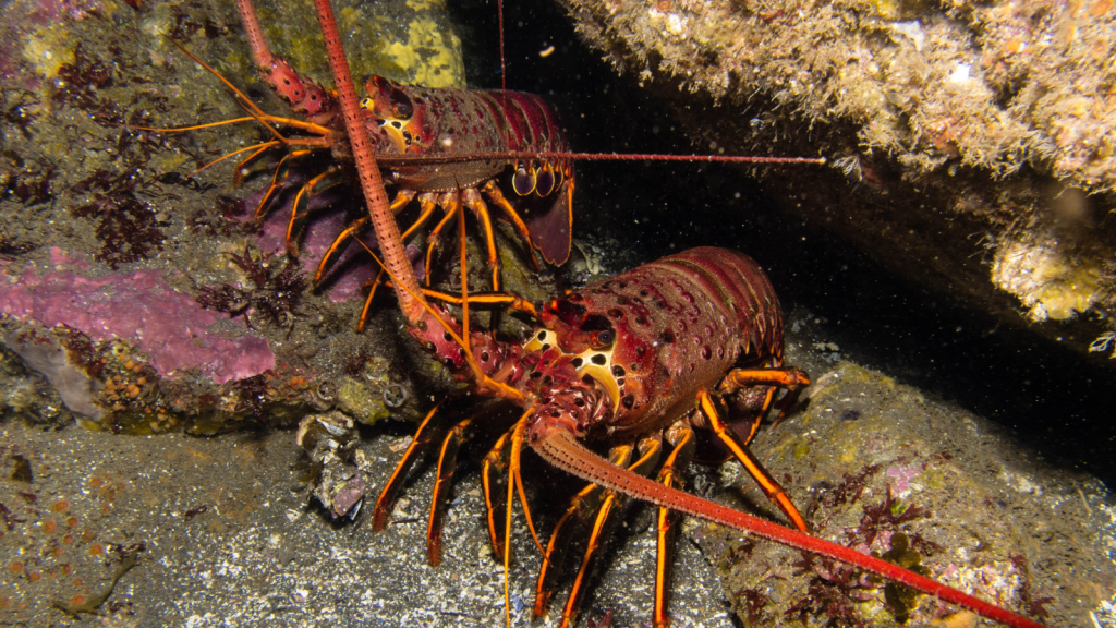 California Spiny Lobster