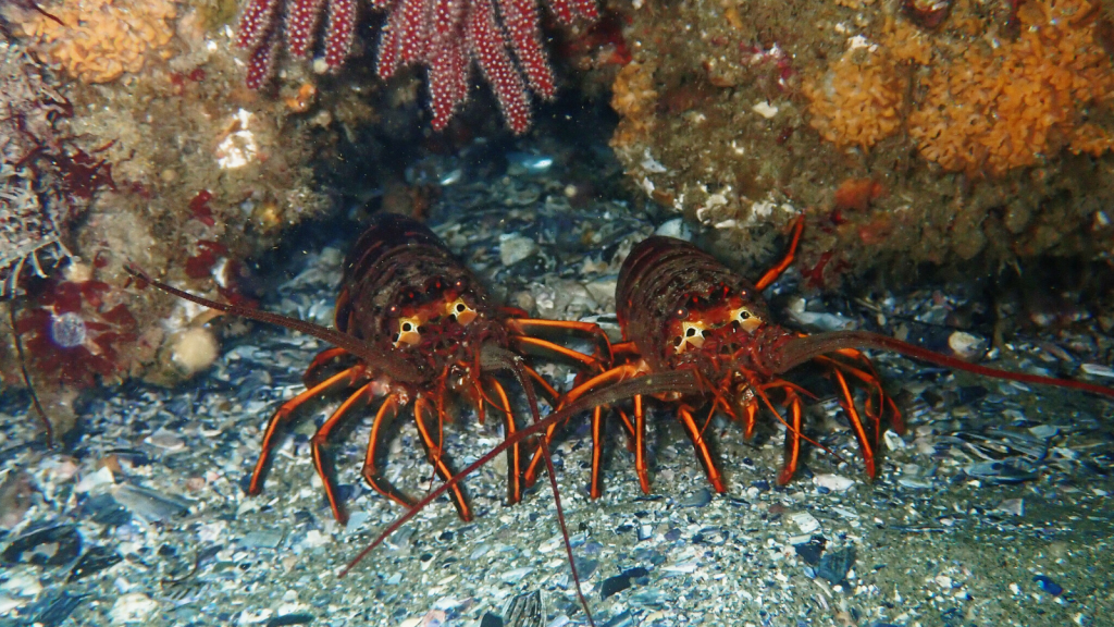 California Spiny Lobster