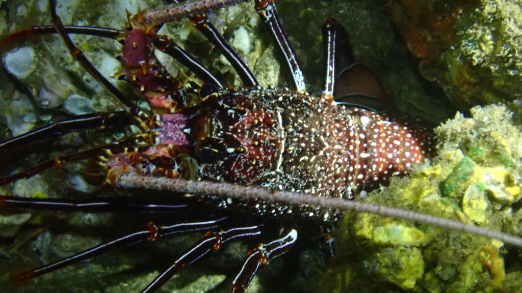 White Whisker Spiny Lobster