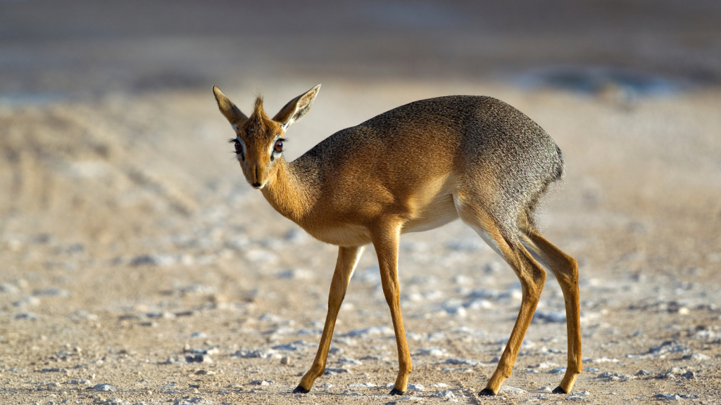 Dik-Dik