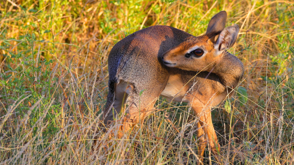 Dik-Dik