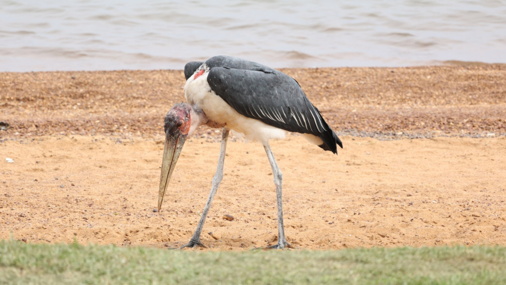 Marabou Stork