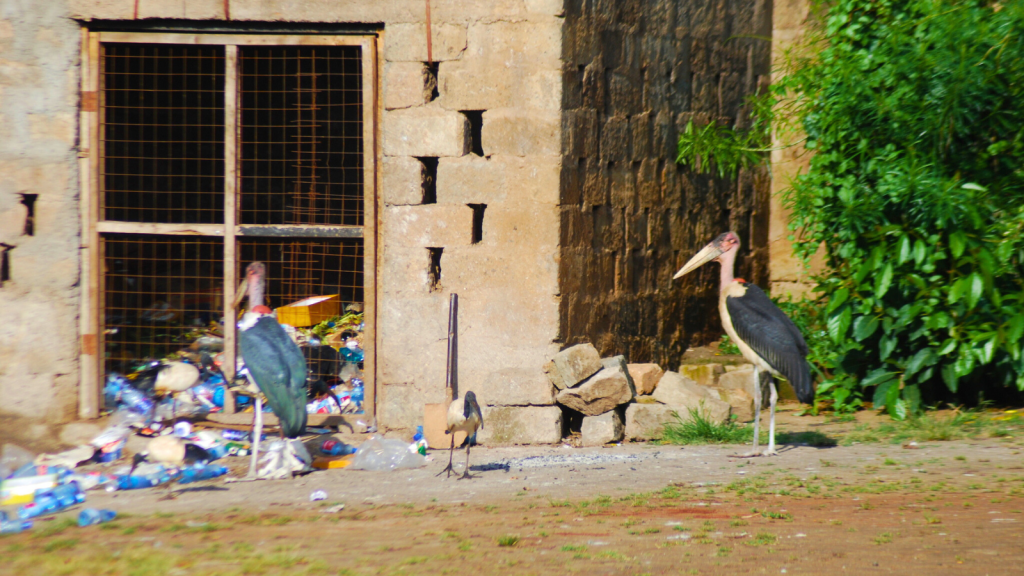 Marabou Stork