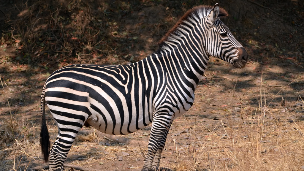 Plains Zebra